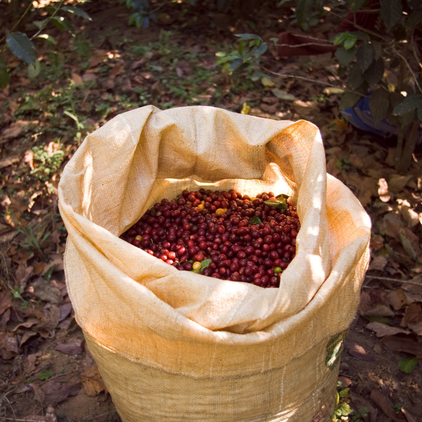 ØRIGEM QUÉNIA 250G