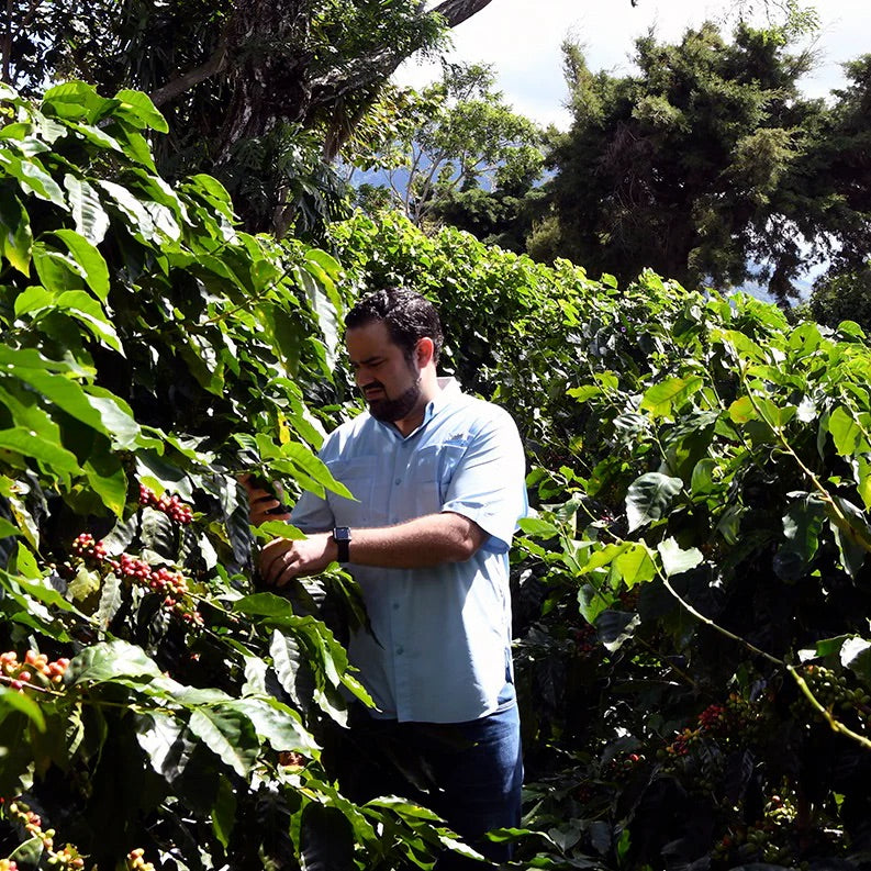 ØRIGEM EL SALVADOR 250G