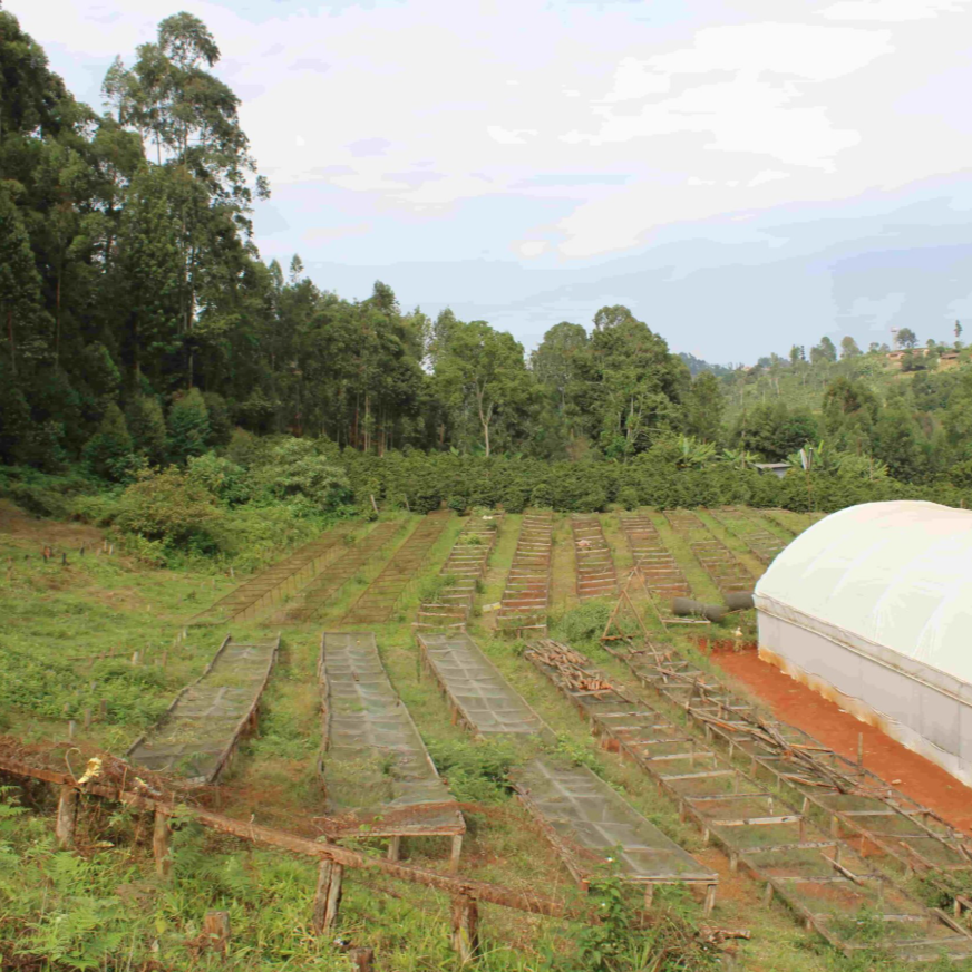 ØRIGEM QUÉNIA 250G